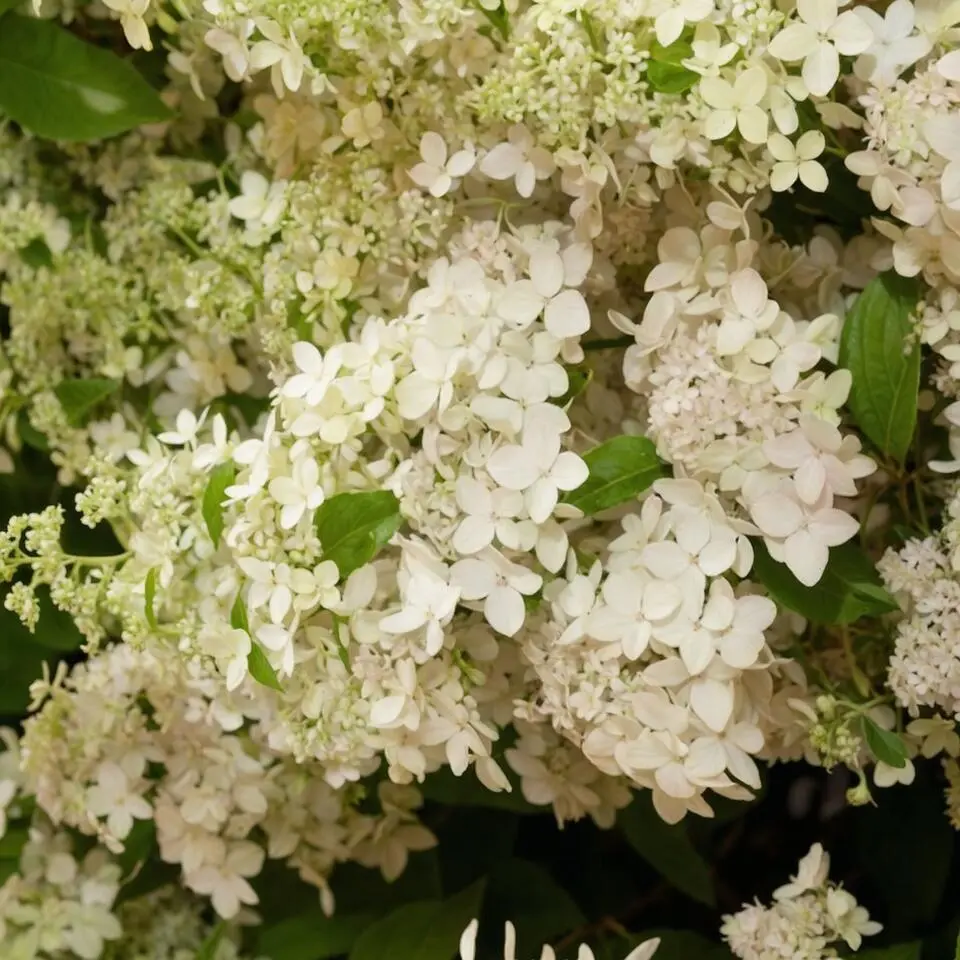 Pluimhortensia - Set van 2 - Hydrangea 'Confetti' - Hoogte 25-40cm - ⌀19cm