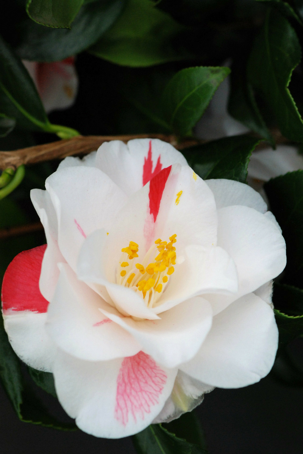 Camélia 'lady vansittart' - 4l
