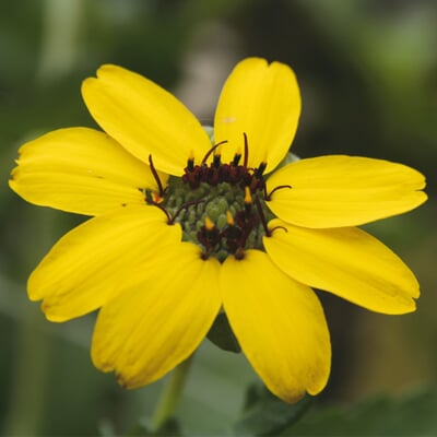 Saatgut Gemüse und Blumen für Kinder