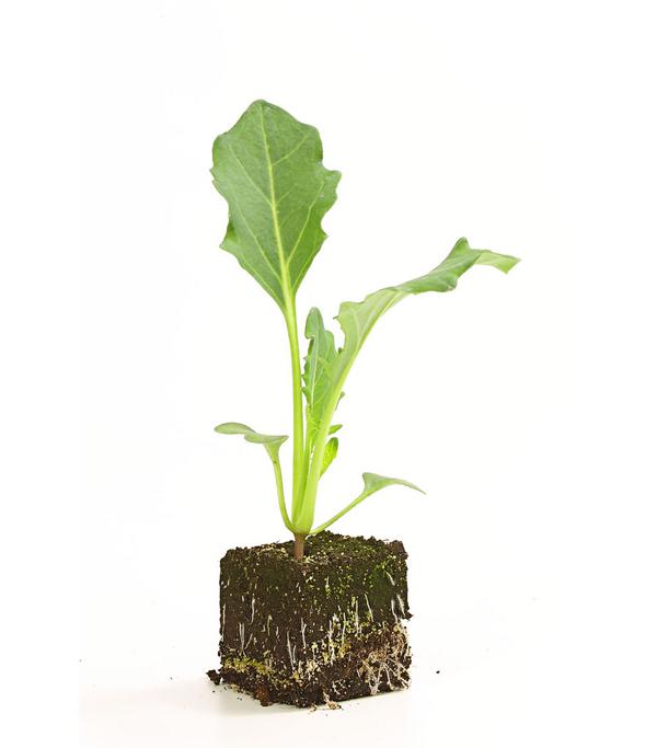 Bio Kohlrabi weiß, 6er Schale