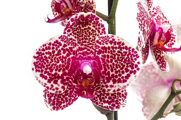 Schmetterlingsorchidee - Phalaenopsis