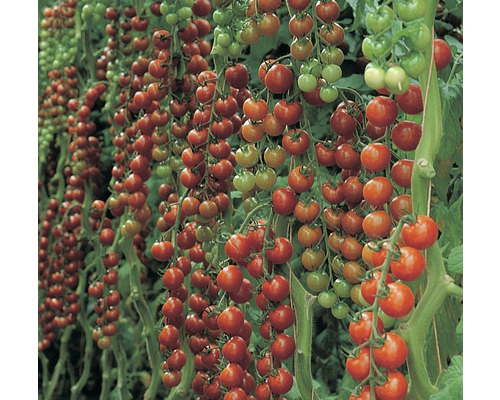 Cherrytomaat 'Philovita' FloraSelf Ø 10,5 cm pot, bijzonder ziekteresistent