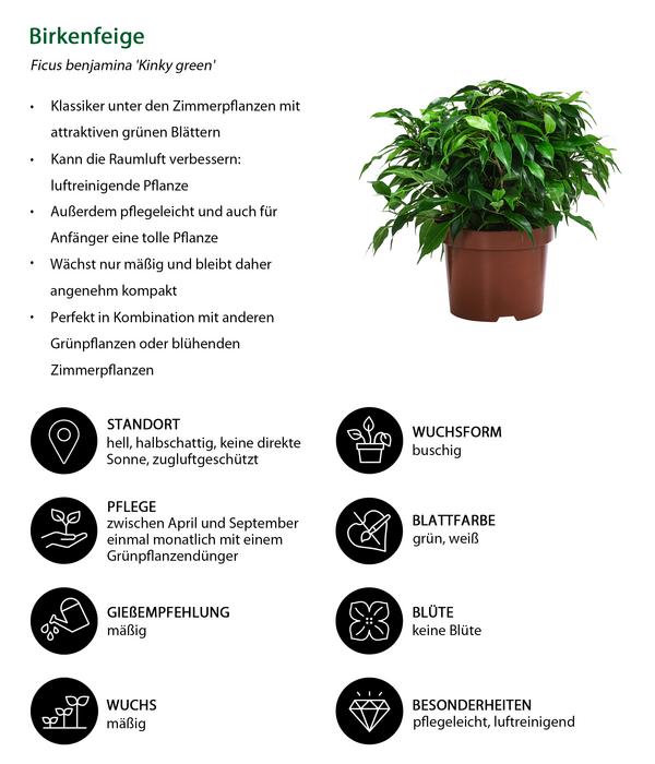 Birkenfeigen-Set - Ficus benjamini, 2-teilig