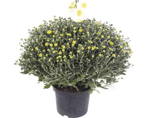 Groene Chrysant FloraSelf Chrysanthemum indicum x grandiflorum 'Primo Pistache' Ø 19 cm pot
