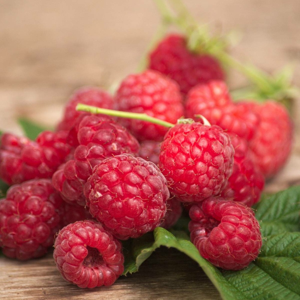Framboisier idaeus marastar®/rubus idaeus marastar®[-]godet - 5/20 cm