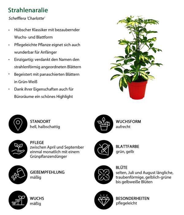 Strahlenaralien-Set - Schefflera, 2-teilig
