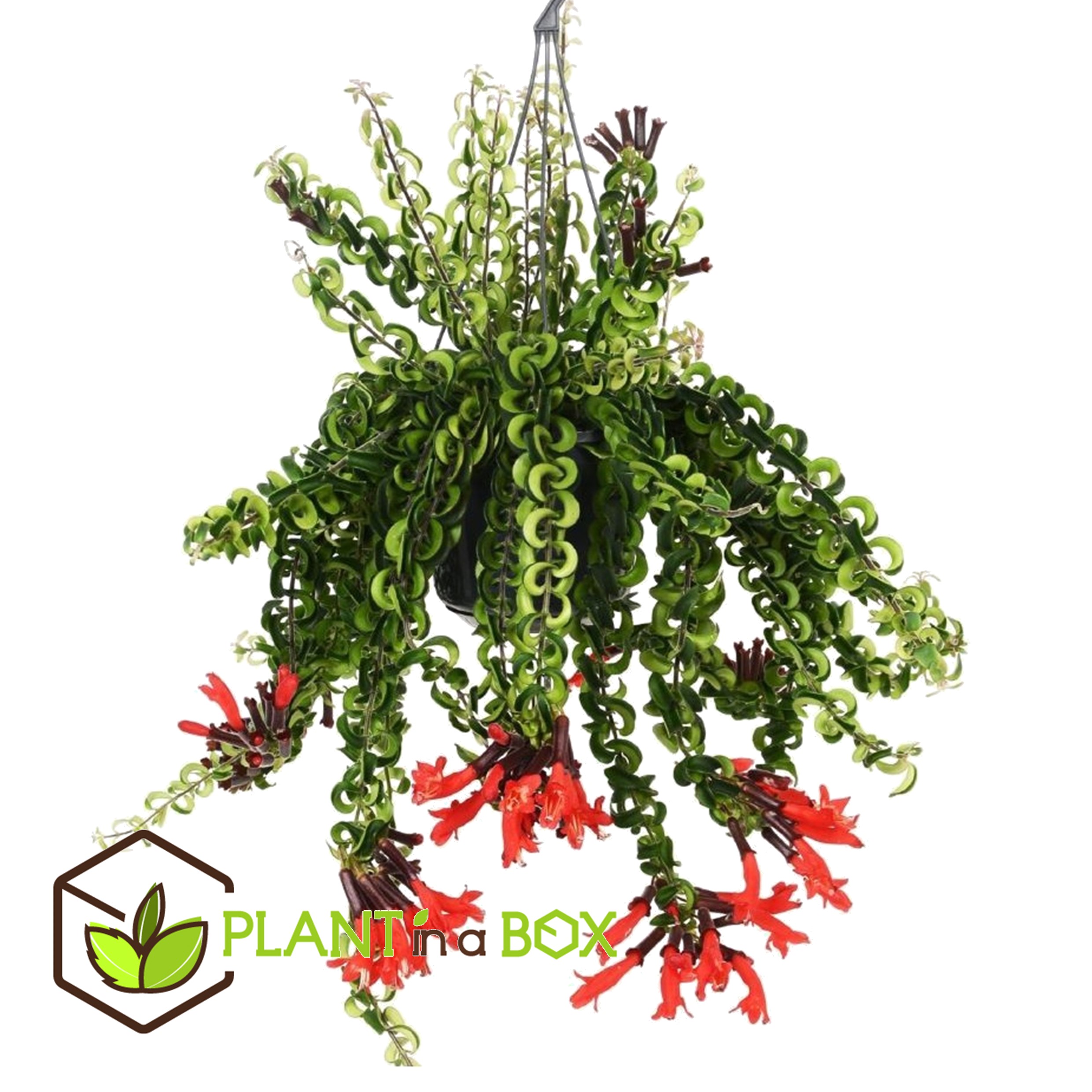 Aeschynantus twister - pot 15cm - hauteur 20-30cm