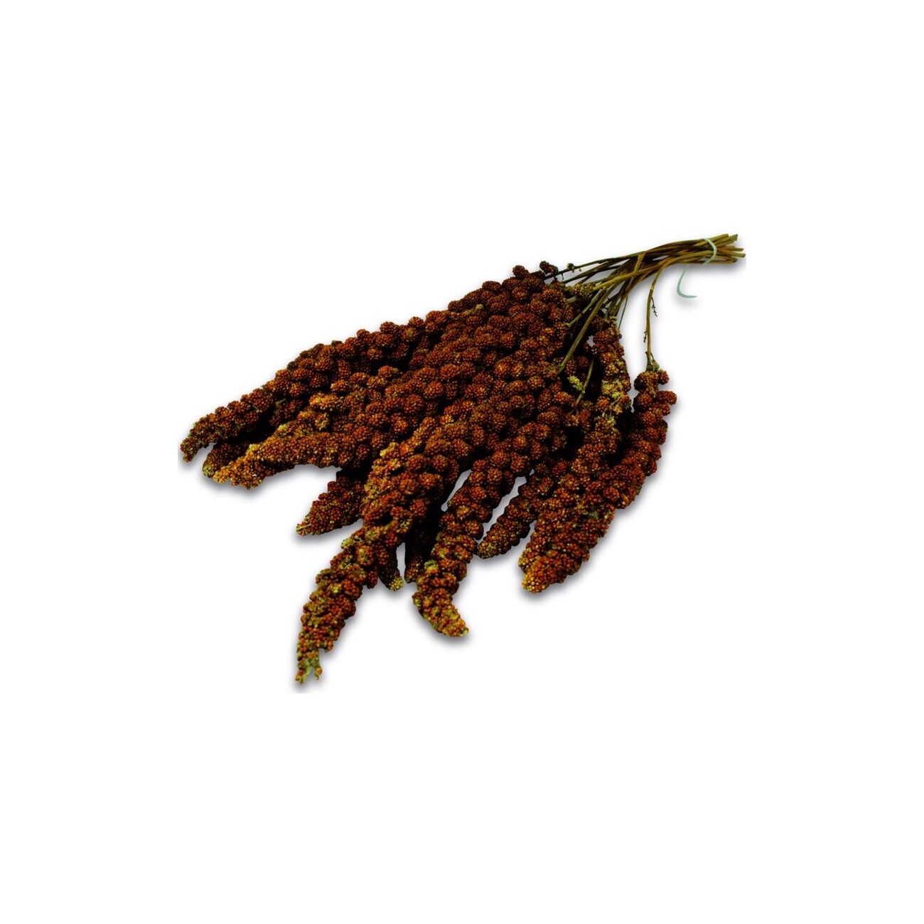JR Farm rote Kolbenhirse 3x500g