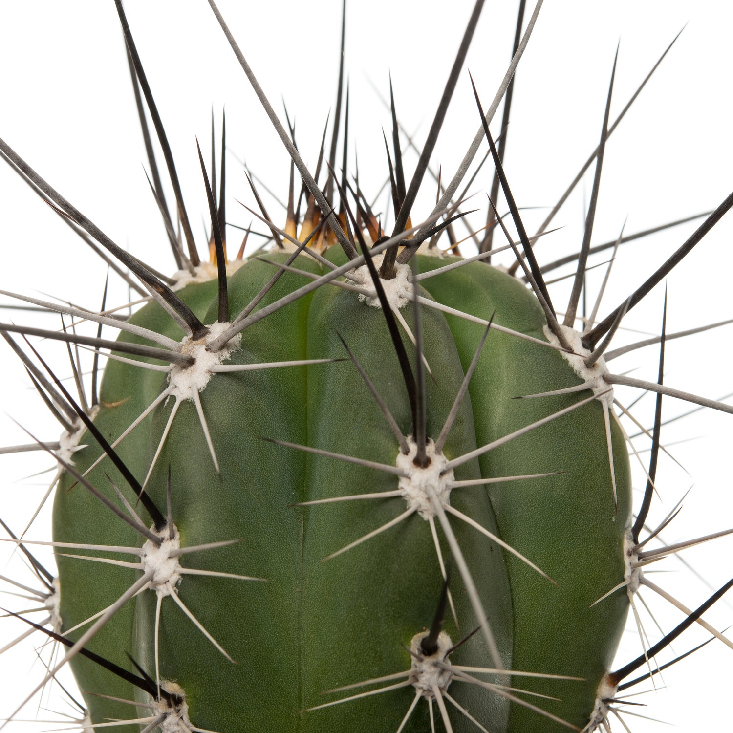 Cactus (Cactus stetsonia 'Coryne') D 10,5 H 12 cm