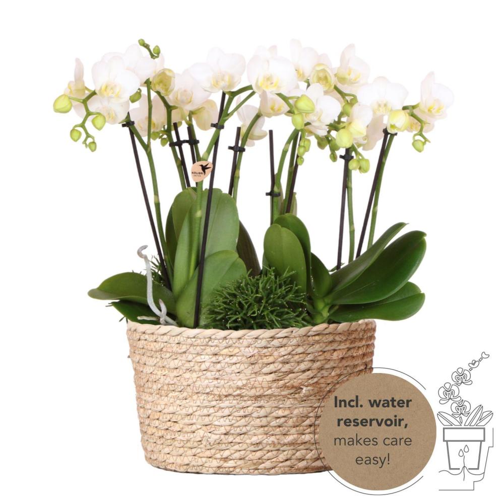 Plante d'intérieur - composition dans un panier en osier avec réservoir d'eau de 3 orchidées blanches et 3 rhipsalis 35cm
