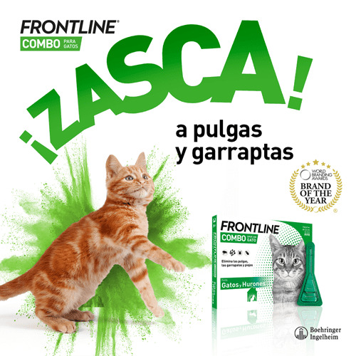Pipetas antiparasitárias Frontline Combo para gatos e furões