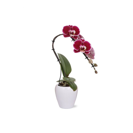 Orchidée Phalaenopsis Cygne - coupe céramique D9 cm