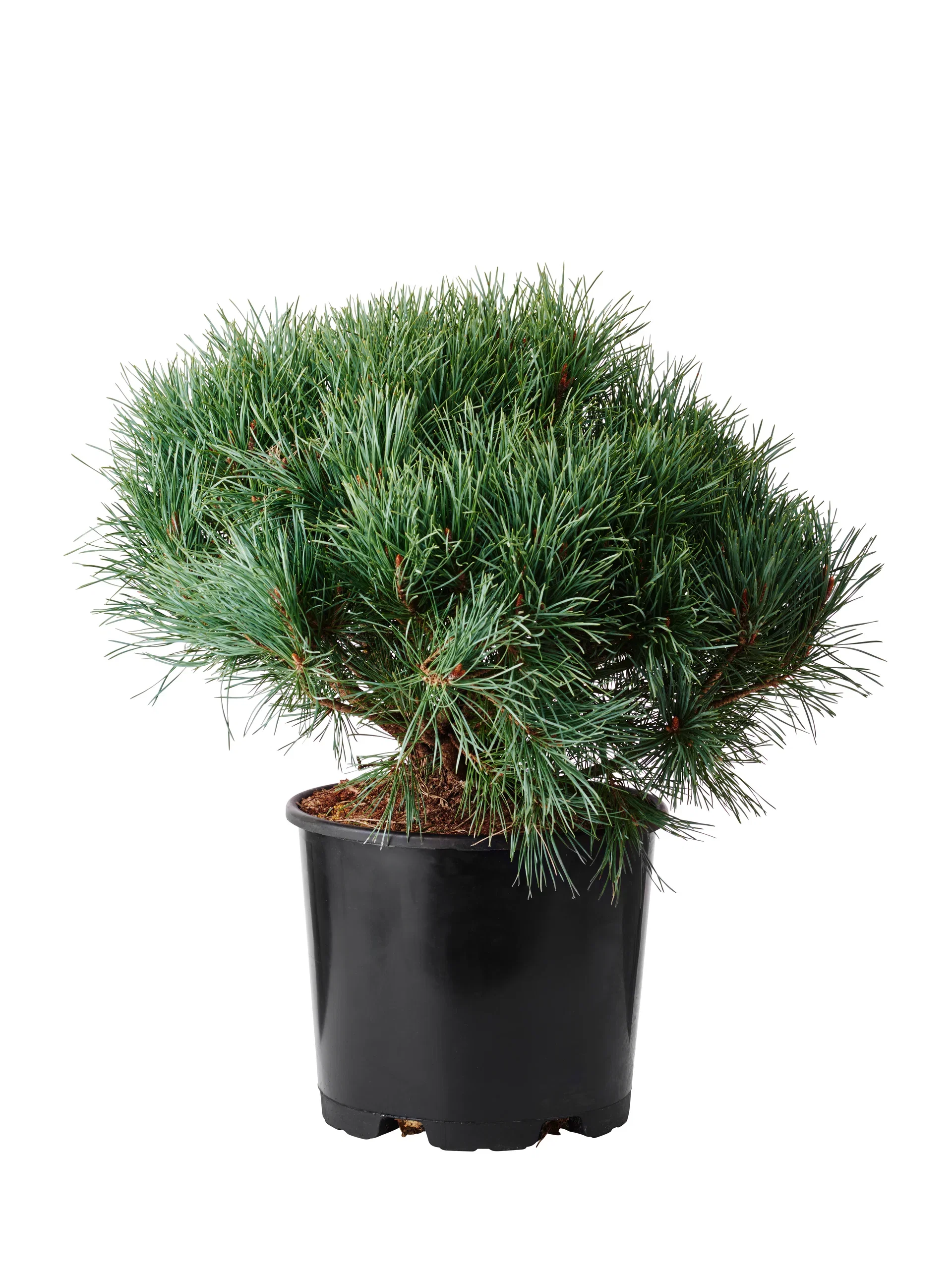 Pinus sylvestris 'Watereri' Skogfuru 'Watereri' Høyde 50-60 cm