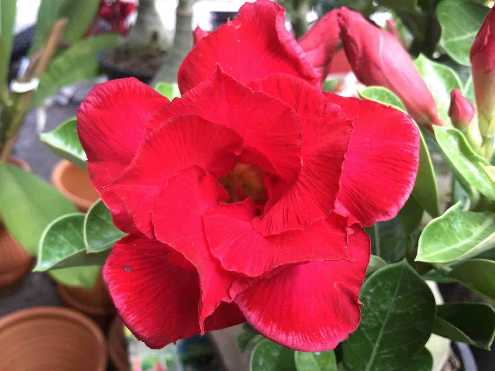 Adenium obesum cv. Udomsap double rouge - taille caudex d'environ 300g 20/25cm