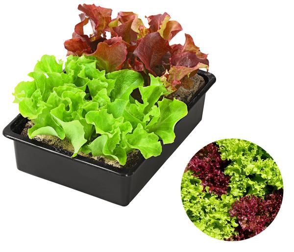 Pflücksalat-Mix, 12er Schale