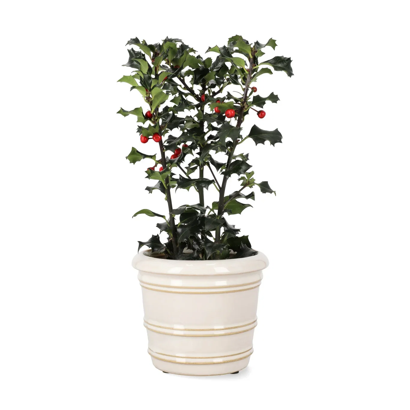 Ilex aquifolium Kristtorn Ø12 cm