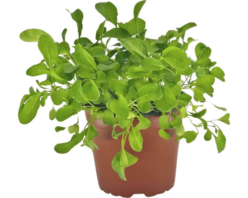 Biologische Rucola FloraSelf Biologische Eruca sativa Ø 12 cm Pot
