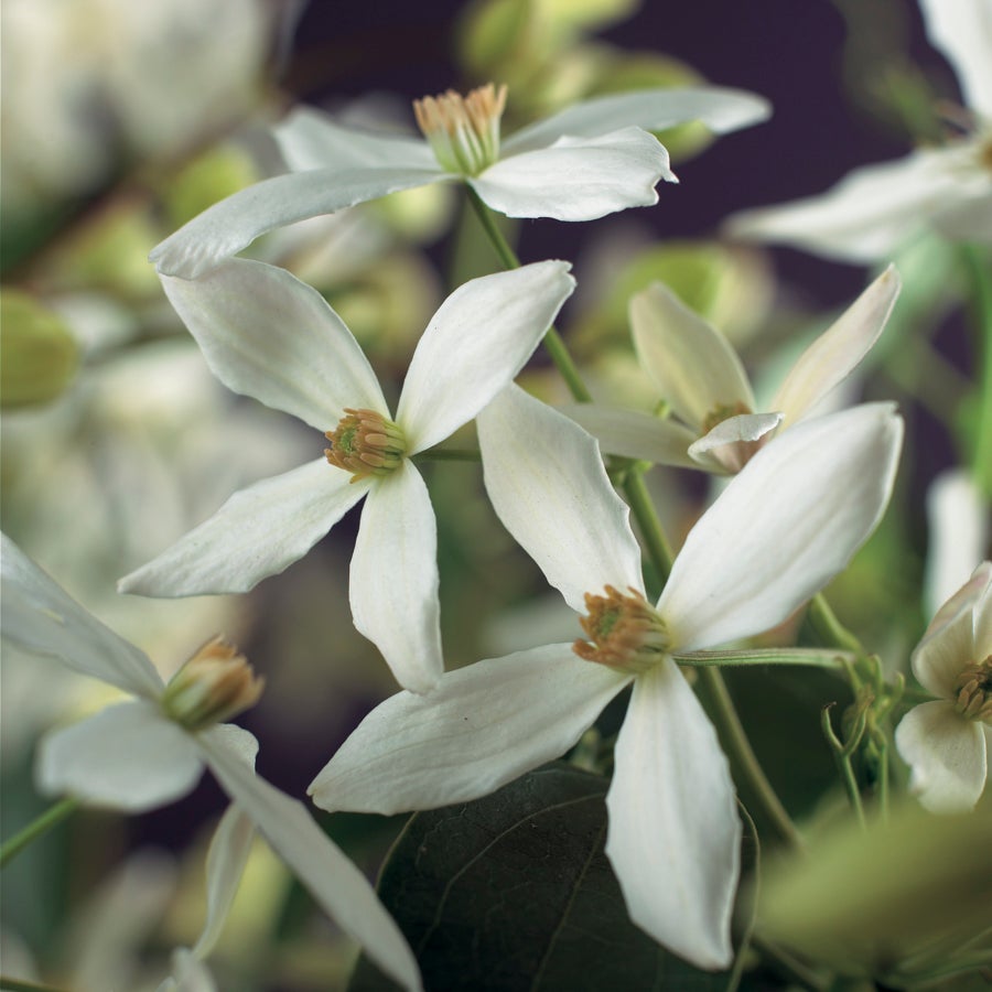 Groenblijvende Bosrank (Clematis armandii) D 23 H 117 cm