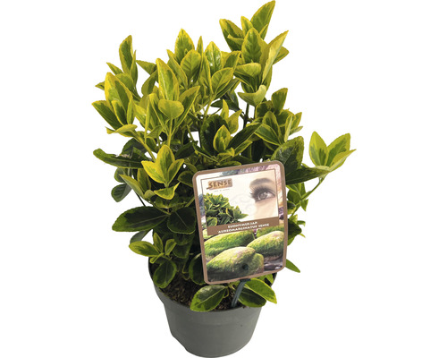 Japanse kardinaalsmuts FloraSelf Euonymus japonicus 'Aureomarginatus' H 20-25 cm Co 2 L