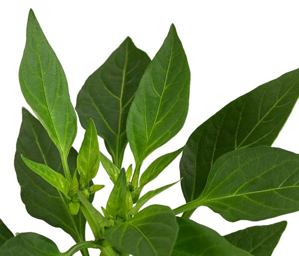 Peperoni 'Vulkano'