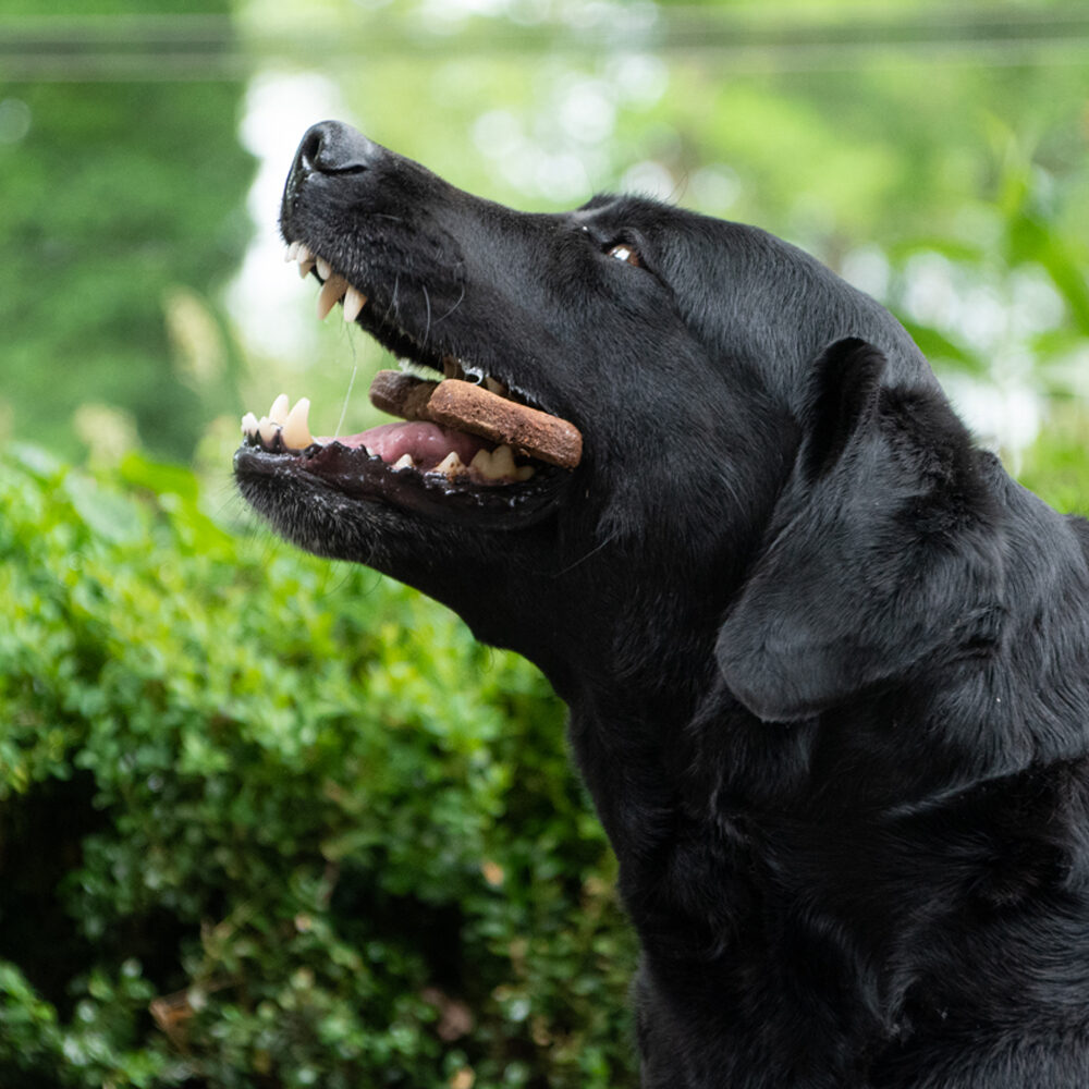 Bugbone Hondensnack