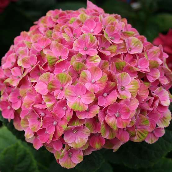 Hydrangea nouveauté : pot 5 litres
