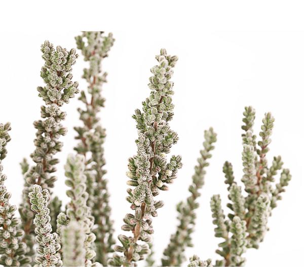 Knospenheide 'Fluffy®'