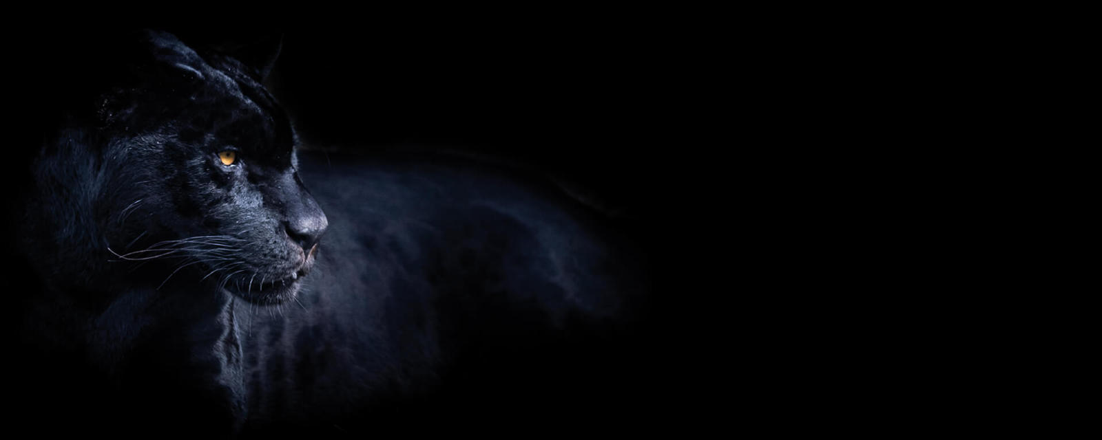 Leinwandbild SCHWARZER PANTHER - schwarz - 100x40 cm