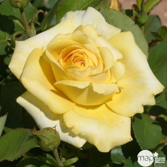 Rosier buisson 'Rayon de Soleil®' (Meianycid) : pot de 5 litres