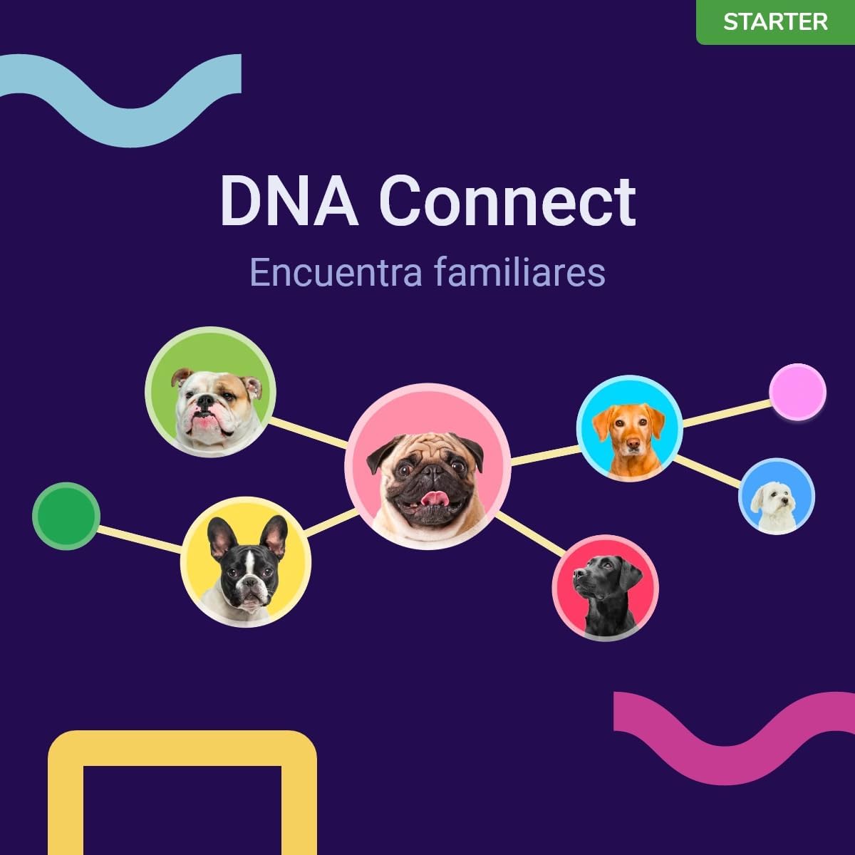 Teste de DNA para cães - Nível Inicial