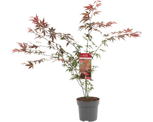 Rode Japanse esdoorn Acer palmatum 'Atropurpureum' H 60-80 cm Co 6.5 L