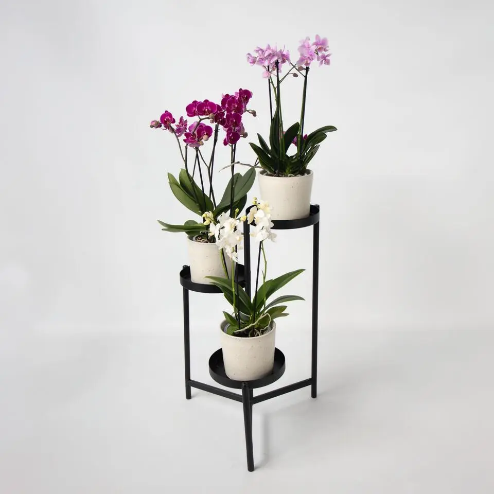 Vlinderorchidee - Mix van 3 - Phalaenopsis Multiflora - Hoogte 35-45cm - ⌀12cm