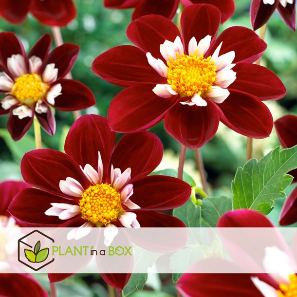Dahlia mary evelyn - 3