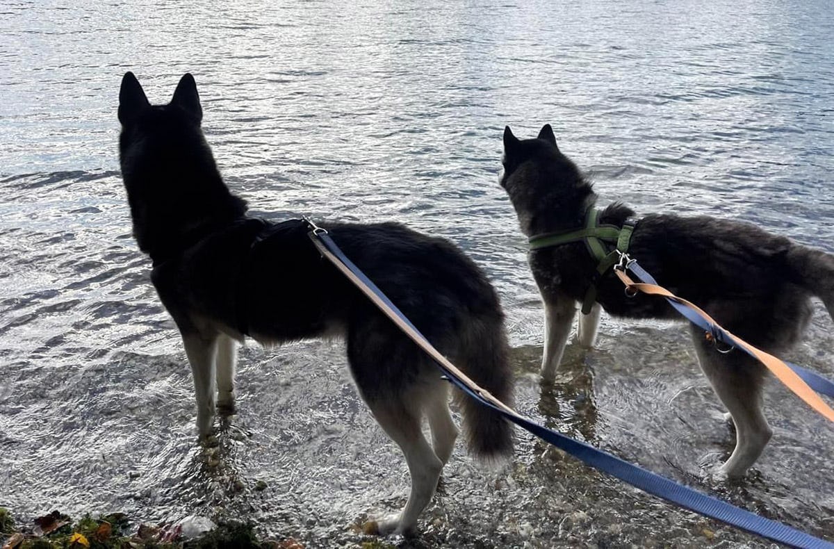 Husky Wanderung Eggenstein-Leopoldshafen