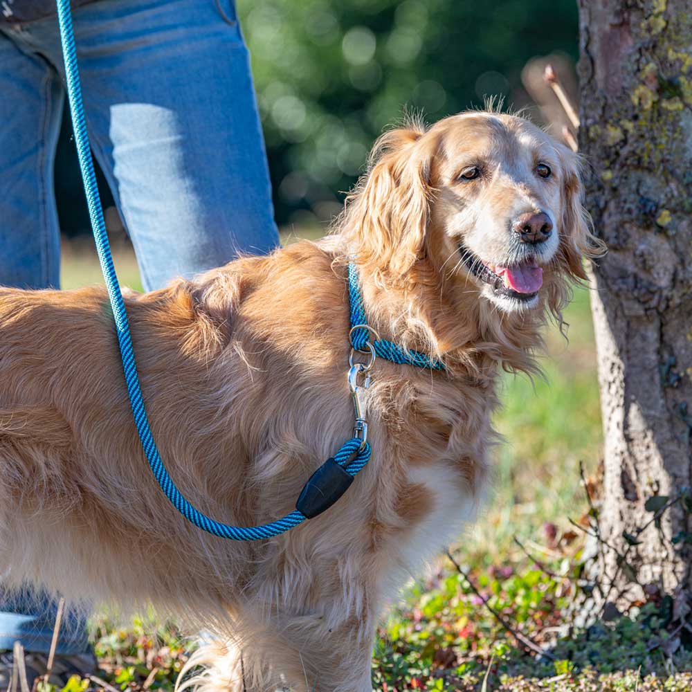 Laisse pour chiens sport extreme g13/120, longe en nylon robuste, poignée rembourrée confortable, rose-noir