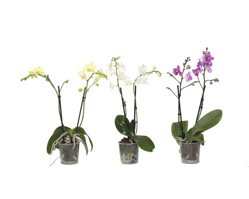 Vlinderorchidee FloraSelf Phalaenopsis multiflora H 35-45 cm Ø 9 cm pot 2 bloemaren diverse kleuren