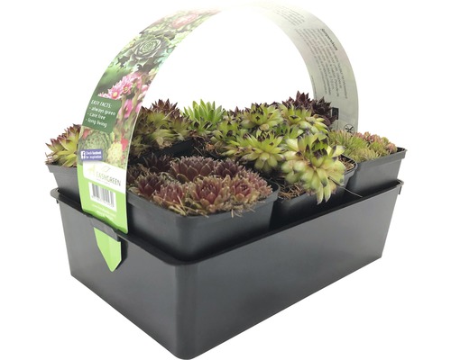 Sempervivum Mix FloraSelf Houseleek Ø 7 cm Pot 6 stuks