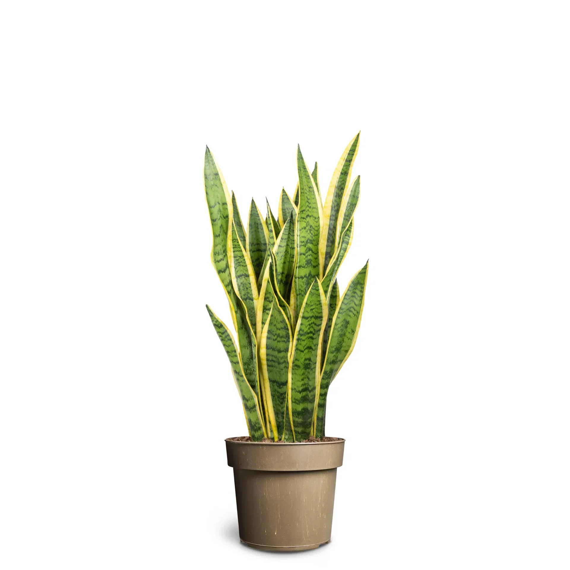 Sansevieria trifasciata 'Laurentii' Svigermorstunge 'Laurentii' Høyde 100 cm