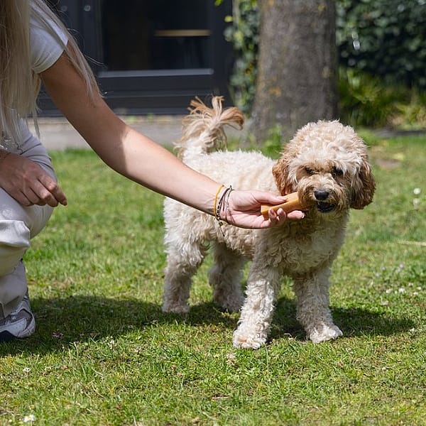 Beeztees Yakstaaf Snack Hond | S | 15144.1
