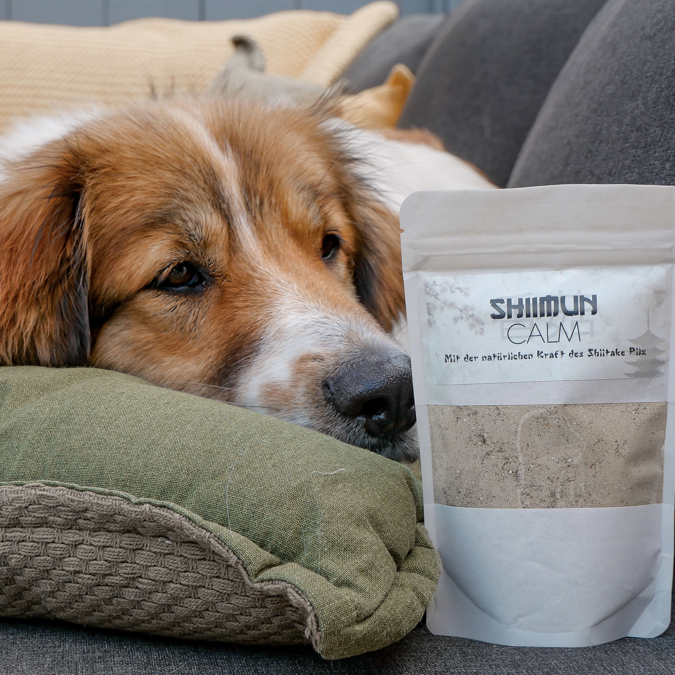 Shiimun calm poudre - 120g