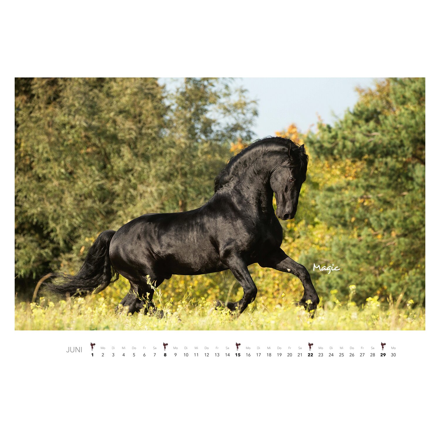 Kalender Pferde  - 2025