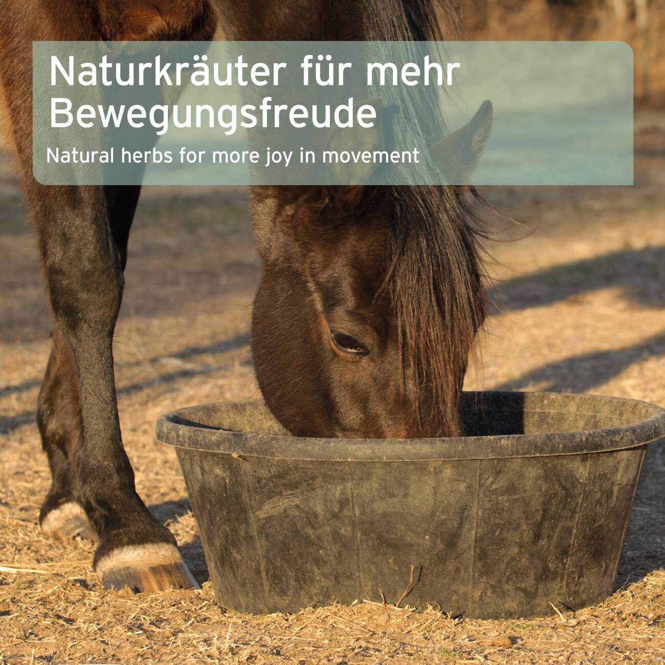 AniForte Huf Akut 1 kg