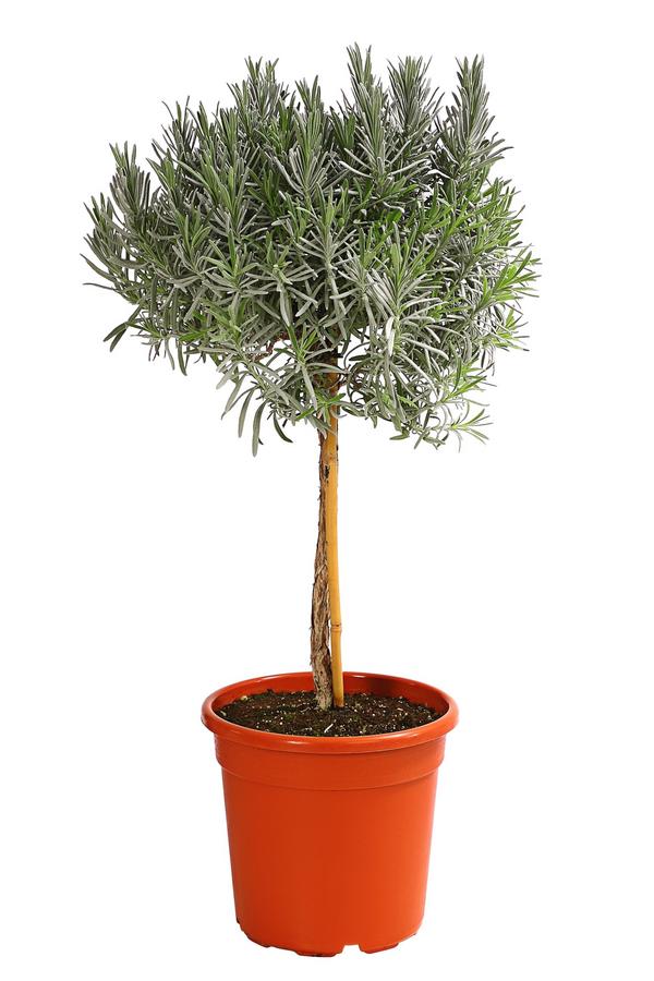Dehner Gourmet Garten Lavendel, Hochstamm