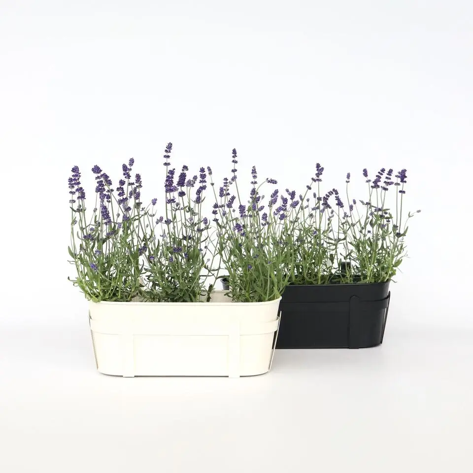 Lavendel - Set van 6 - Lavandula angustifolia - Hoogte 10-15cm - ⌀10,5cm
