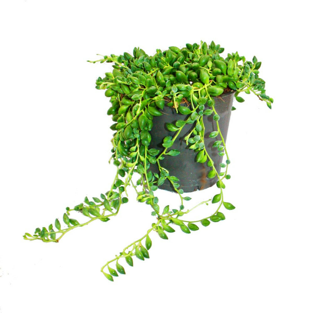Pois sur ruban - senecio herreanus en pot de 9cm