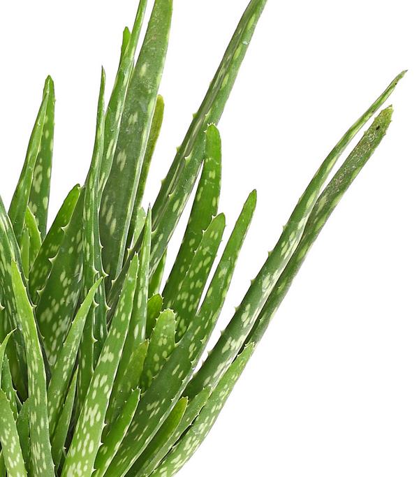 Echte Aloe - Aloe vera, mehrtriebig