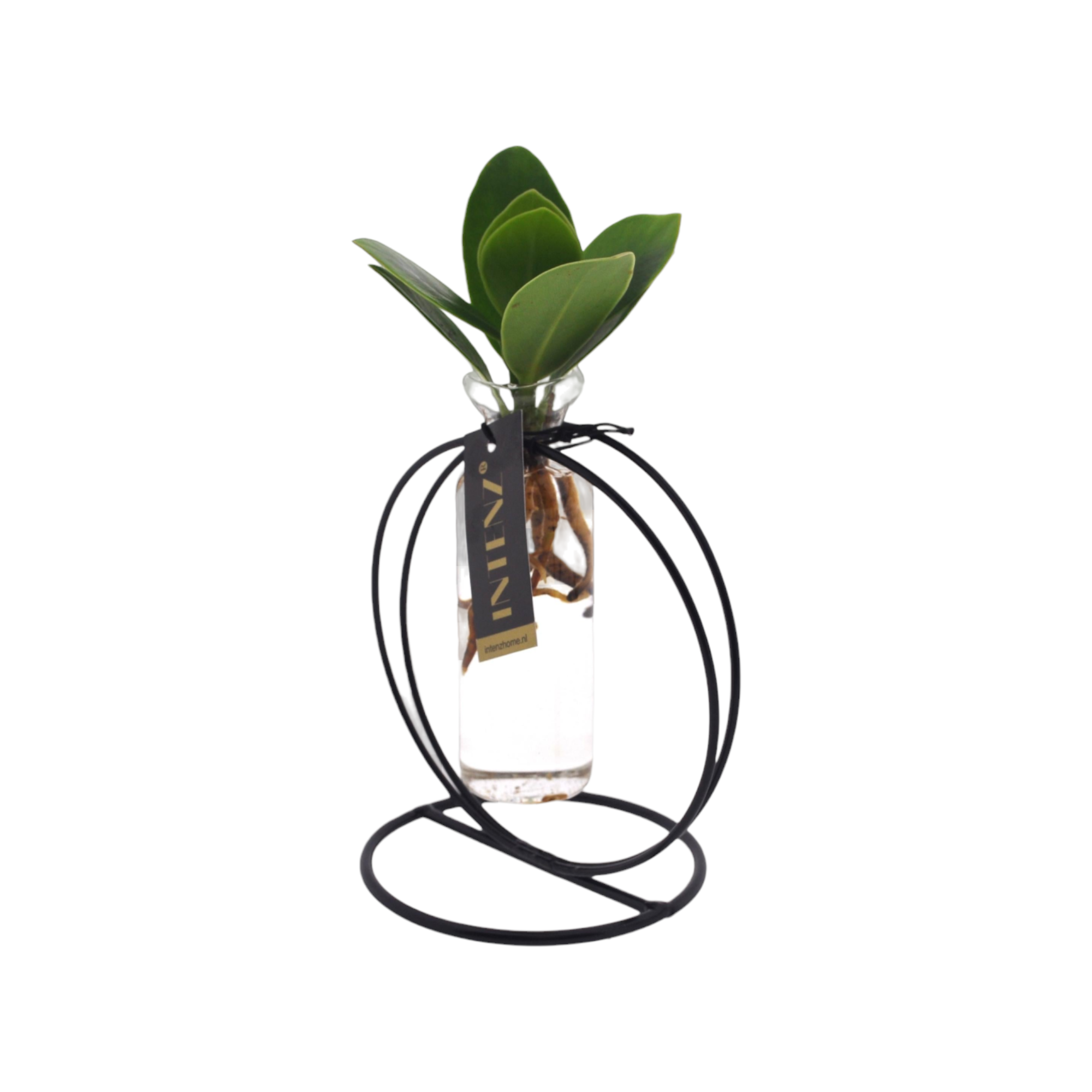 Plante d'intérieur - bouture clusia en hydroculture dans son support et tube en verre 10.0cm