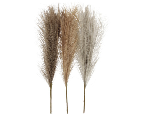 Pampasgras, lichtbeige/bruin/grijs, 3 stuks
