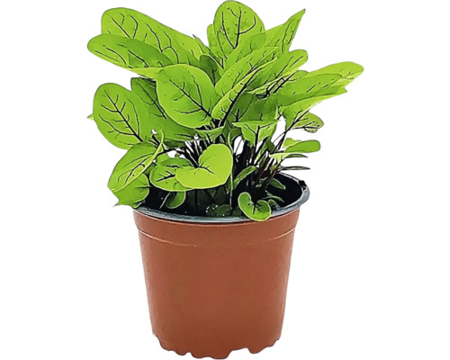 Biologische bloedzuring/gewone zuring FloraSelf Biologische Rumex Ø 12 cm pot