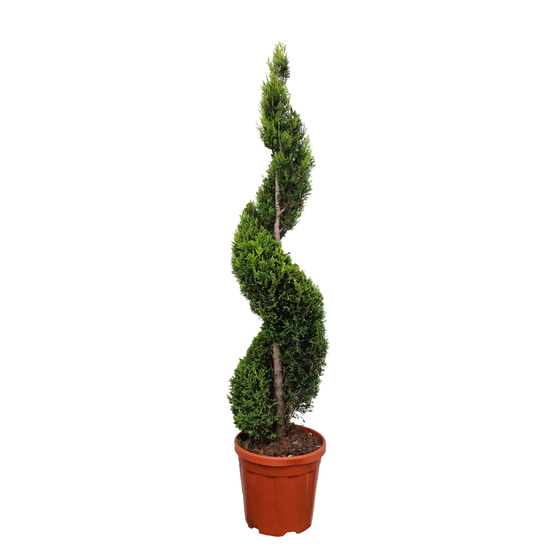 Cyprès de Lambert (Cupressus macrocarpa) 'Goldcrest' - pot 18L
